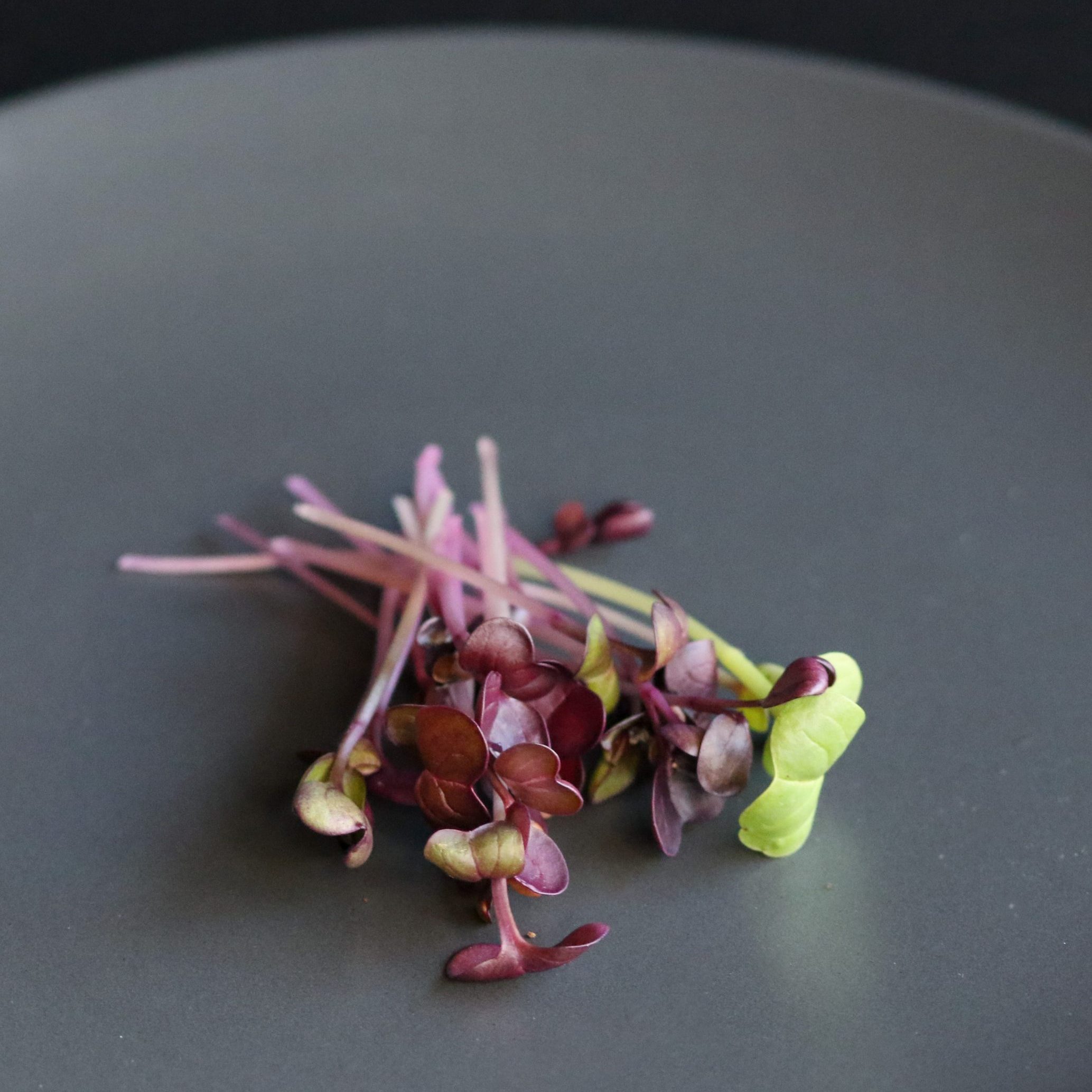 Rambo Radish