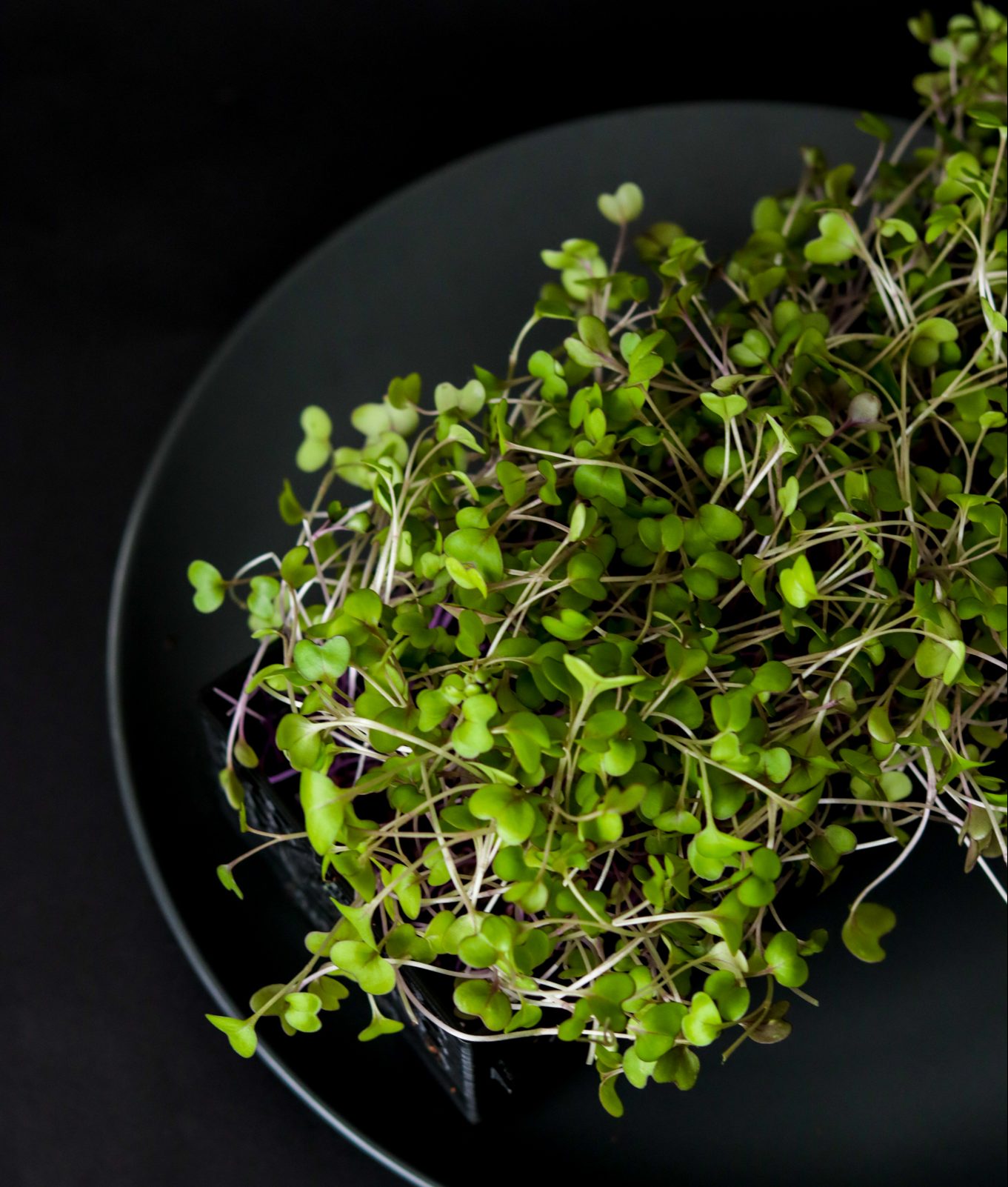 Purple Kohlrabi Microgreens